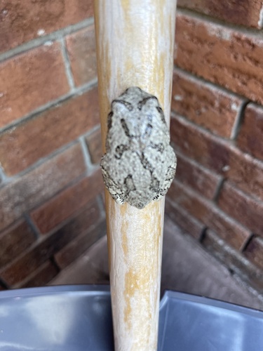 Gray Treefrog observed by johnsliter