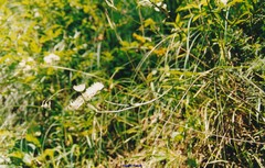 Genista hispanica