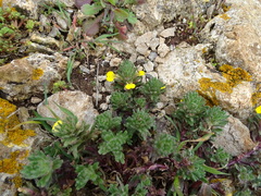 Ajuga chamaepitys palaestina
