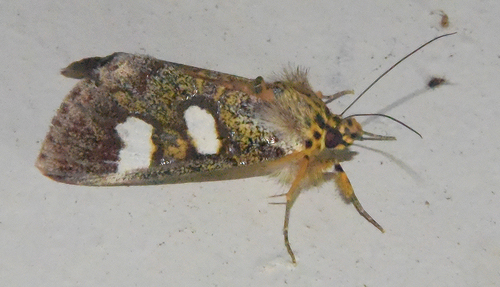 Schausilla obryzos