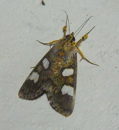 Schausilla obryzos