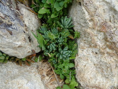 Petrosedum sediforme