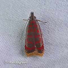 Dichomeris sandycitis