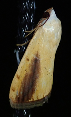 Pardoxia graellsii