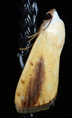 Pardoxia graellsii