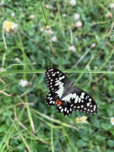 Lime Swallowtail