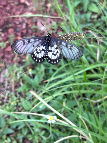 Glasswing