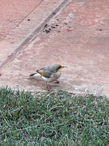 Yellow-throated Miner