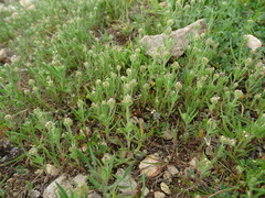 Plantago afra