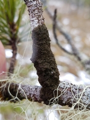 Leptogidium contortum