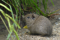 Galea leucoblephara