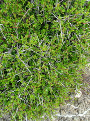 Rhamnus lycioides