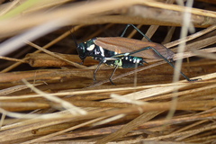 Scaphura elegans