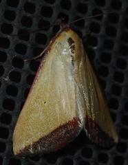 Phytometra subflavalis