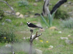 Oenanthe cypriaca
