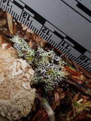 Hypogymnia lophyrea