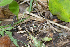 Rhammatocerus pictus