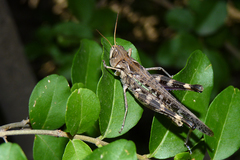 Rhammatocerus pictus