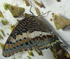 Charaxes saturnus saturnus