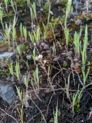 Thysanocarpus conchuliferus