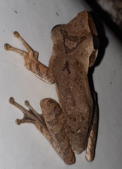 Polypedates leucomystax