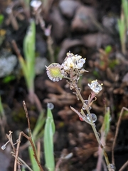 Thysanocarpus conchuliferus