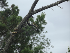 Crithagra scotops scotops