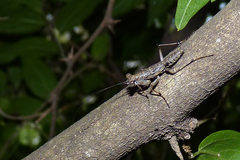 Mantoididae