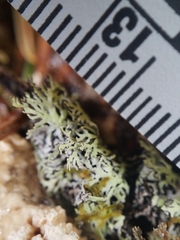 Hypogymnia lophyrea