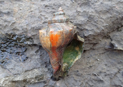 Volegalea cochlidium