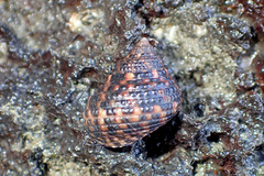 Monodonta labio