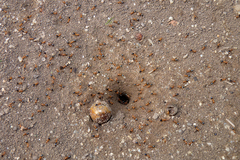 Forelius nigriventris