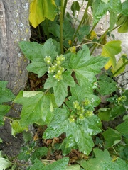 Fuertesimalva echinata