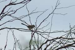 Stigmatura budytoides