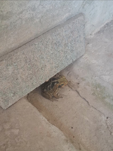 Cururu Toad