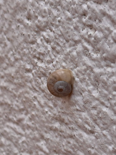 Iberus splendidus
