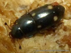 Glischrochilus siepmanni