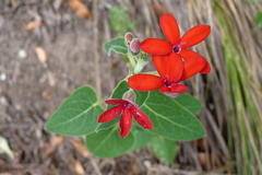 Oxypetalum coccineum