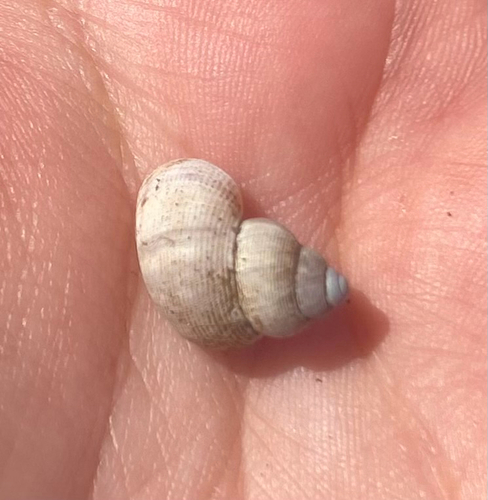 Pomatias elegans