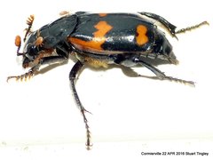 Nicrophorus sayi