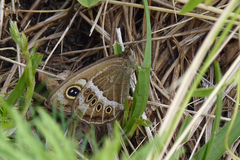 Pampasatyrus gyrtone