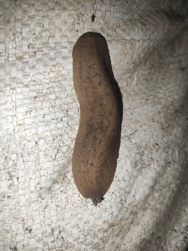 Caribbean Leatherleaf Slug