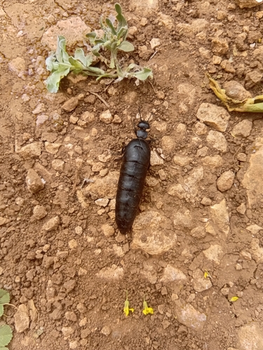 Berberomeloe maculifrons