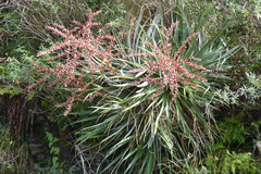 Puya spathacea
