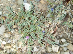 Astragalus micranthellus