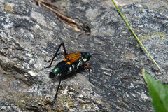 Scaphura elegans