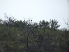 Buteo buteo vulpinus