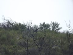 Buteo buteo vulpinus