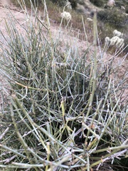 Ephedra fasciculata