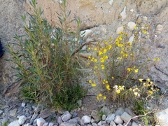 Senecio clivicola